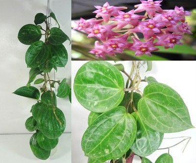 Hoya Sarawak, 15 Inches Healthy Mature Plant, RARE, Houseplant