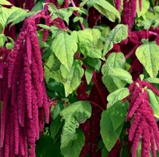AMARANTH SEEDS LOVE LIES BLEEDING 1000+ annual HERB garden FREE USA SHIPPING