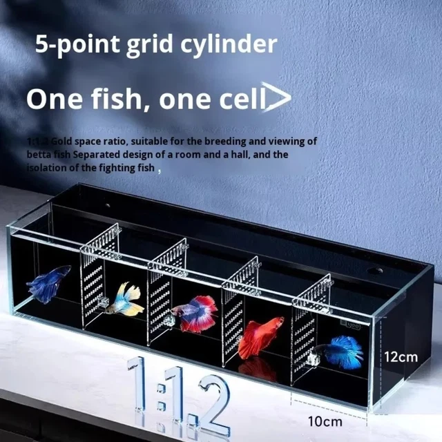 5 Compartment Betta Fish Display Tank