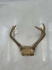 Deer Antlers Skull Plate European Mount 6 Point Real Bone Taxidermy Decor Cabin