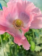 Poppy Of Troy - The Giant  Poppy -  15 seeds - BUY ONE GET ONE FREE
