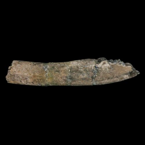 11.4" Camarasaurus Dinosaur Fossil Rib Bone Morrison FM CO Jurassic Age COA - Picture 10 of 11