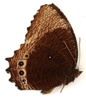 ELYMNIAS DARA DEMINUTA MALE FROM BALI ISL.