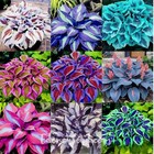 100 Mixed Hosta PlantSeeds Hosta Plantaginea Garden Flowers Perennials