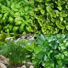 Basil, Oregano, Parsley, Chives Seeds Set, Culinary Herb, Non-GMO, Free Shipping