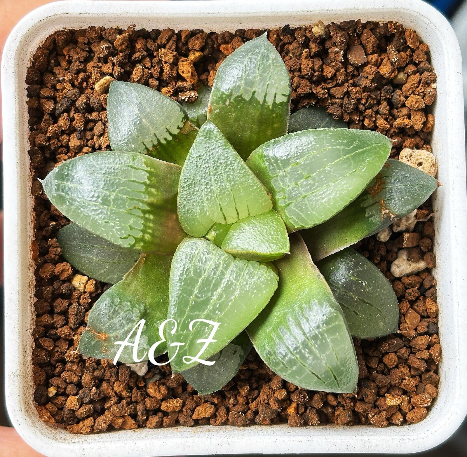 Succulent :Haworthia Bayeri * Comptoniana 4 Years Old Seedling With Cloud