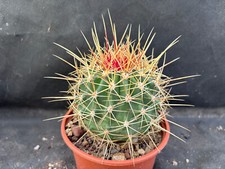 FEROCACTUS ALAMOSANUS  CACTUS PIANTE GRASSE AGAVE SUCCULENTE 755