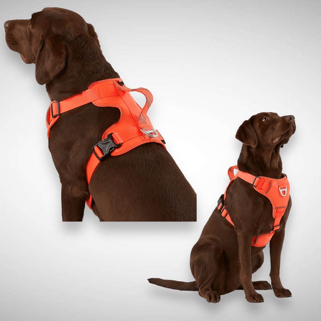 Arcadia Trail Imbracatura per Cani in Neoprene Comfort Riflettente