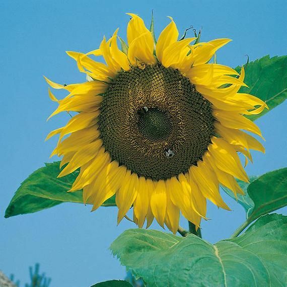 Sunflower Giant Single 40 Seeds - Picture 5 of 5