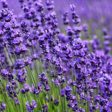 True Lavender Fragrance Oil for candle/soap making *Free Shipping*