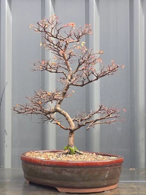 Advanced Chinese Elm Bonsai FREE EXPRESS POST - image 1 of 4