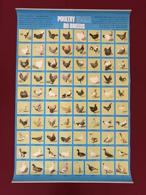 Affiche Poulet Poule Coq Illustrations Noms Poultry World 80 Breeds Années 80 - Photo 1/4