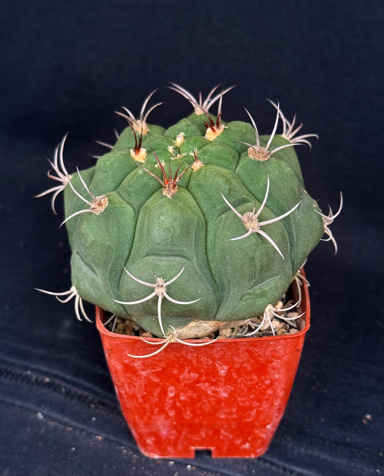 Gymnocalycium pflanzii, cactus plant