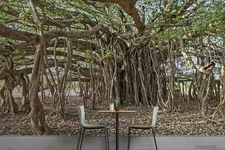 3D Banyan Tree Wallpaper Wall Mural Removable Self-adhesive Sticker744
