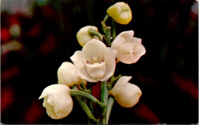 Postcard Holy Ghost Orchid Peristeria elata Botanical Floral Flower Plant  14002