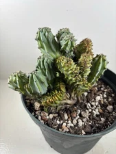 Myrtilocactus Geometrizans Cristata ‘Elite’ 6” Grow Pot - Ships Bare Root