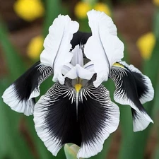 35 Black & White Iris Seeds Rare Striking Bicolor Perennial Flower for Zones 4-9