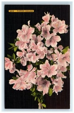 Postcard Florida Azaleas Flowers Linen UNP