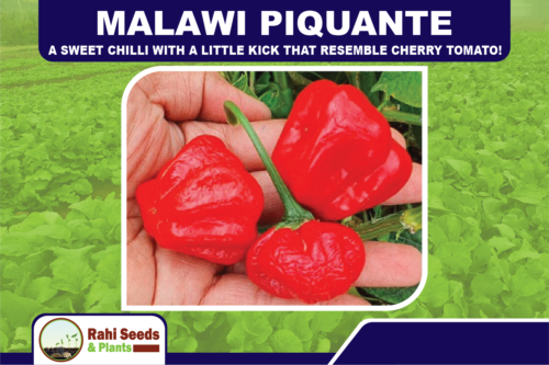 Malawi Piquante - A Sweet Chilli with a Little Kick that Resemble Cherry Tomato! - Picture 1 of 7
