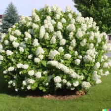 50 Hydrangea Seeds - White Flower Bush, Hedge, Shrub | Hydrangea quercifolia
