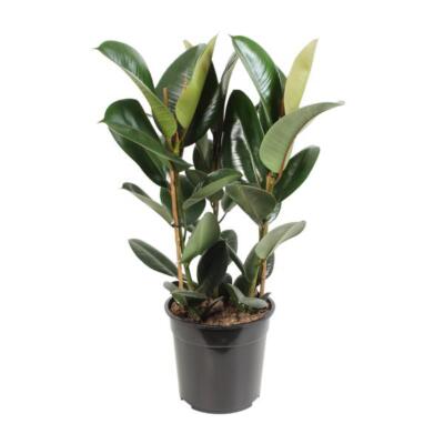 Gummibaum Ficus elastica Robusta 85 cm hoch Ø 27 cm Zimmerpflanze pflegeleicht