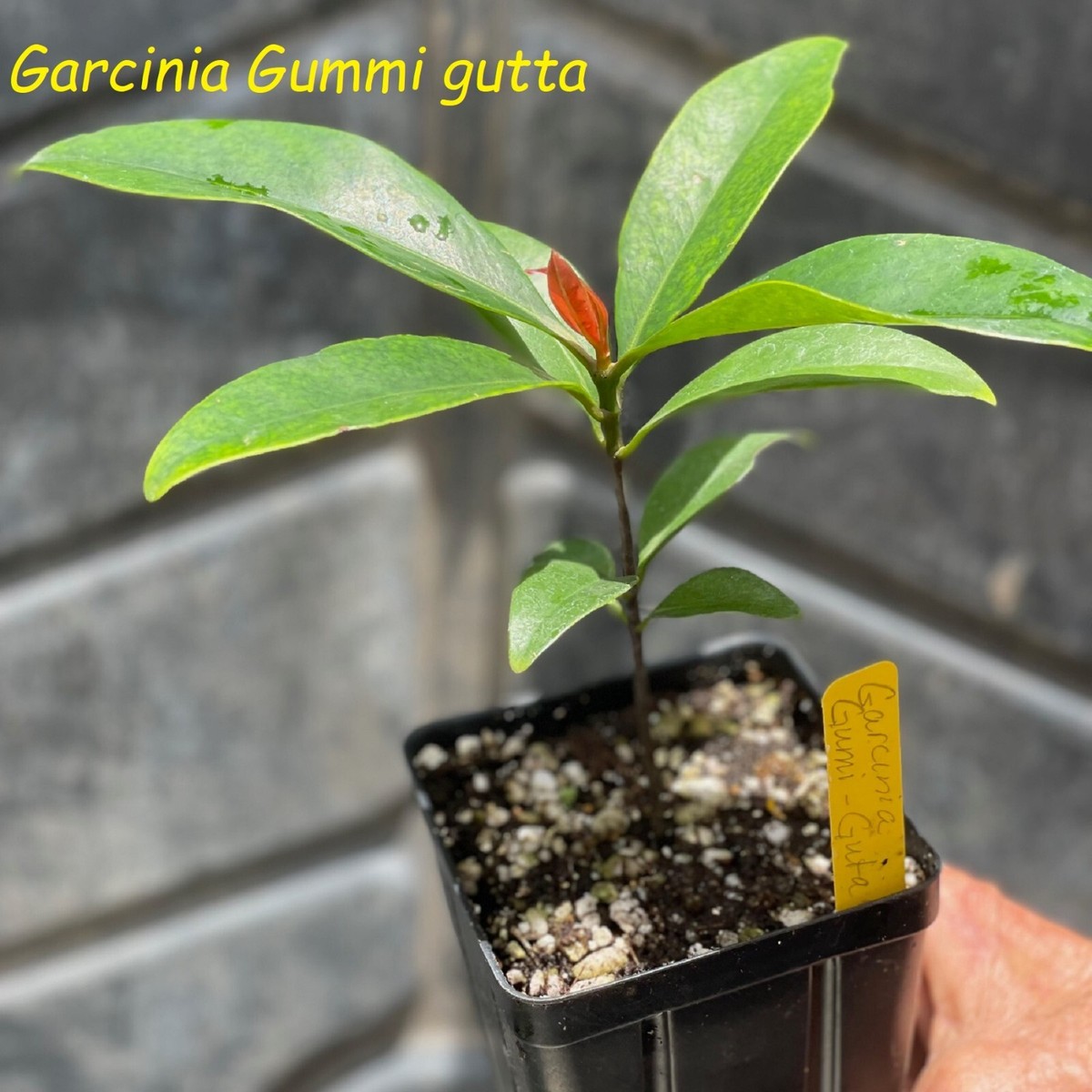 GORAKA~ Garcinia Cambogia Garcinia gummi-gutta Live potd plant | eBay