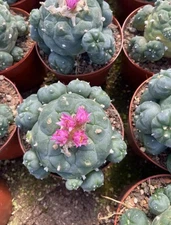 1pcs 7-10cm Succulent Plant cactus home potted Garden beautiful  Plants