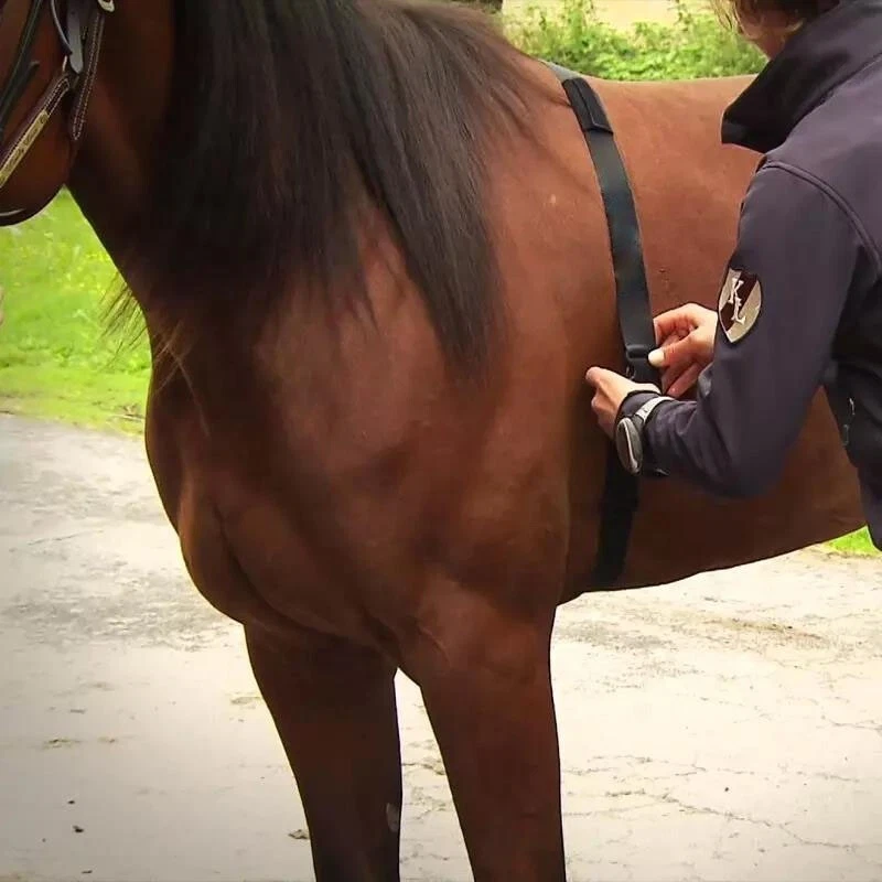 FITCENT Horse Heart Rate Monitor Tracker Monitoring Heart Rate for Equestrian - Image 4 of 4