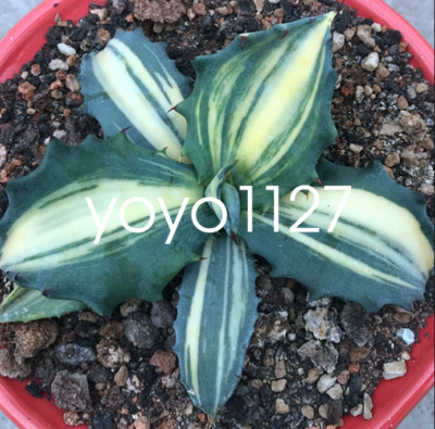 RareSucculent  Plant Agave salmiana Variegated Garden Boutique 10-15CM