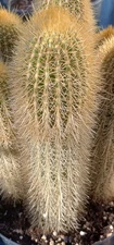 Vatricania Guentheri  Golden Torch Cactus Monster Thickness 25