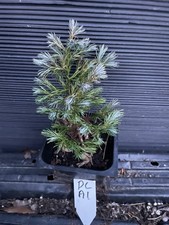 Devon Cream Chamaecyparis