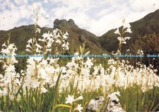 D265737 Western Cape Watsonias The White Watsonia Art Publishers Ltd