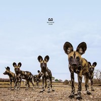 Balthazar - Fever - Cd - G1398Z
