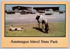 Assateague Island State Park Wild Ponies Postcard Colt Mare Cars MD