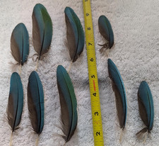 Blue Macaw Wing Cover Feathers Naturally Molted Natural Color #136