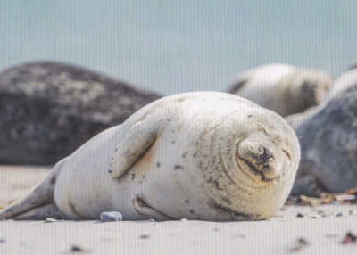 ROBBE  *  SEAL       ***  Postcard   ***   Postkarte   # 33