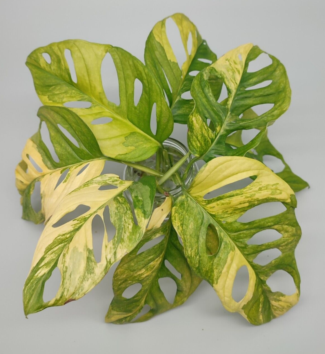 Monstera adansonii aurea variegata Steckling mit Luftwurzeln | eBay.de