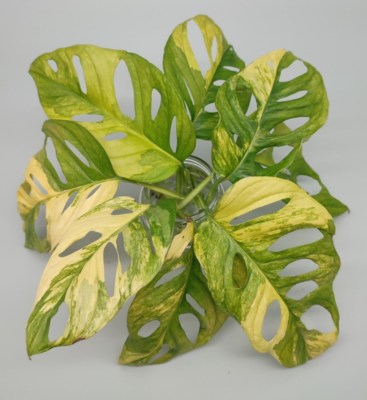 Monstera adansonii aurea variegata Steckling mit Luftwurzeln | eBay.de