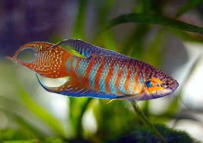 Paradise Fish Live Freshwater Aquarium Fish Peaceful Tropical