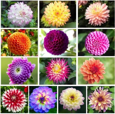 Mixed Dahlia Tubers for Planting - Grow Stunning Perennial Dahlia Flowers