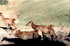 Easter, Boston, Oregon, College, VA Tech, Civil Engineering, MN Daron, Postcard