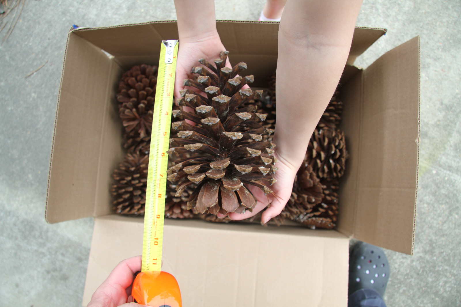 Giant Large Louisiana Longleaf Pine Cone Cones For Art Crafts Home