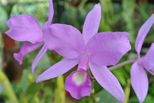 Costa Rica Naranjo Cattleya SHB Especial Rainforest Alliance Whole Coffee Beans - Picture 4 of 7