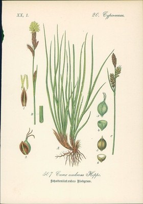 Chromolithographie : Schattenliebendes Riedgras. Schatten-Segge. Carex umbrosa H