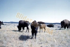 Vintage 35mm Kodachrome Slide of American Bison Herd in Open Prairie X-2740