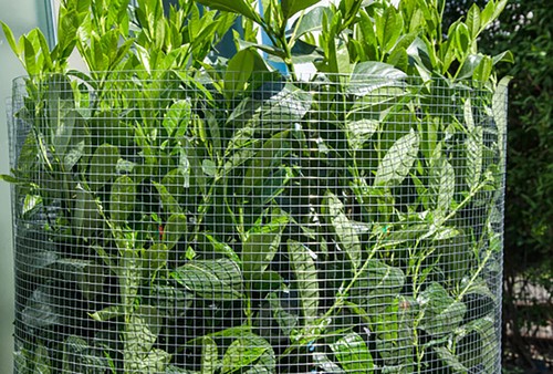 25x1m Maschendrahtzaun 0,8mmDraht 19x19mm Zaun Volierendraht Verzinkt Gartenzaun - Bild 7 von 9