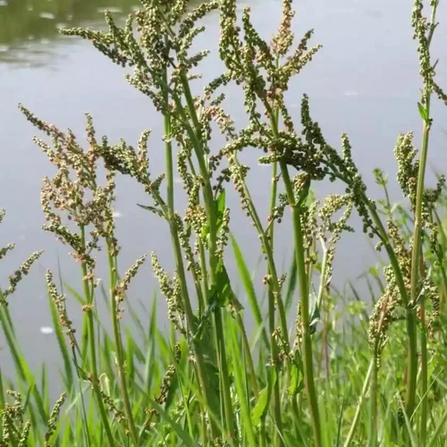 Großer Sauerampfer Samen  insektenfreundliche Kräuterpflanze