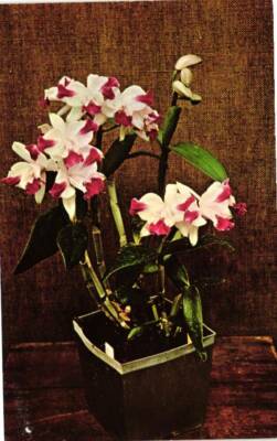 Cattleya Intermedia Orchids Postcard