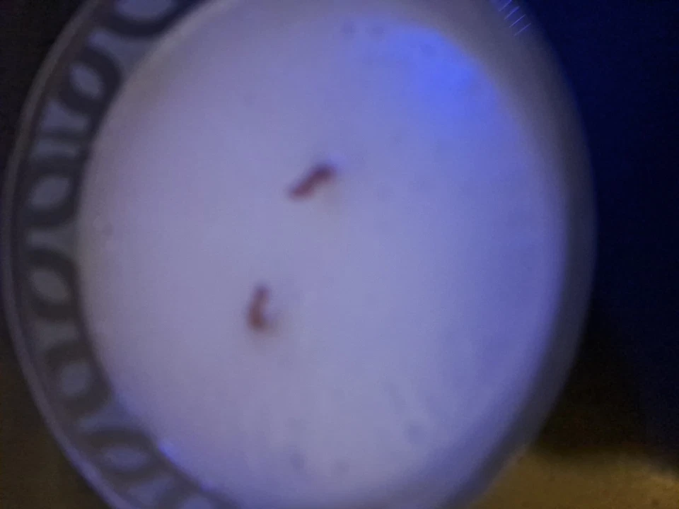 CAÑÓN DORADO DÍAS DE NAVIDAD 14,5 OZ DESCONTINUADO NUEVO Foto 4 de 4