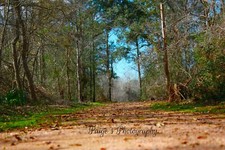 Digital image picture wallpaper path in woods ground level view photo by Paige